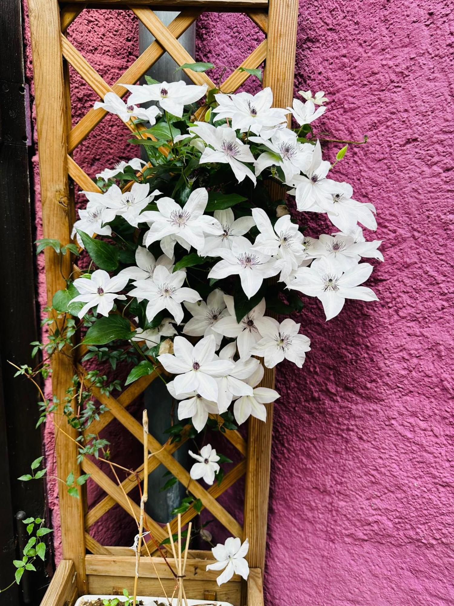 Auberge Le Meisenberg Chatenois  Exterior photo